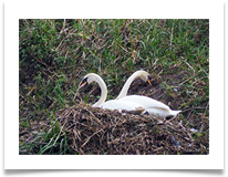 SWAN WITH TWO NECKS - Steve Hodson